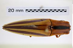 Foto (Dorsalansicht) von Semiotus serraticornis syn.distinctus (Drury, 1782) (NHMW-ZOO-COL-0008233)